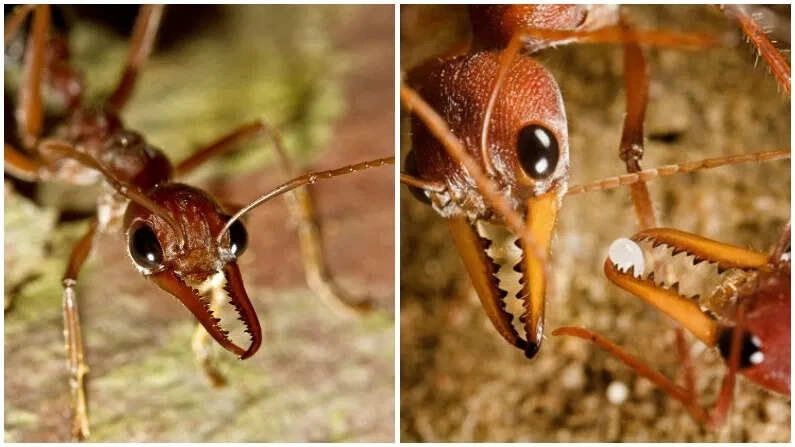 Top 6 Most Venomous Ants That Can Kill with a Bite