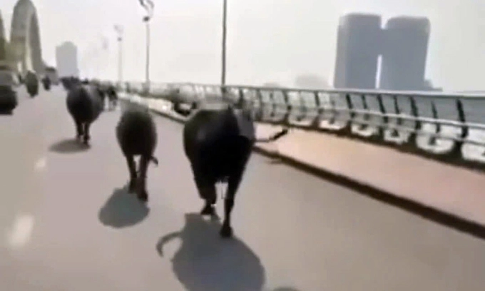 Buffalo Stampede on Da Nang's Dragon Bridge at Rush Hour