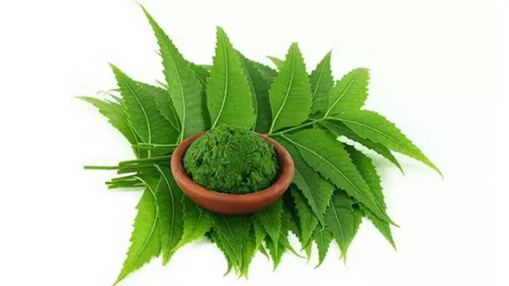 Neem Leaves: Wrinkle and Spot Relief Benefits