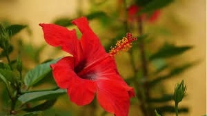 Hibiscus Care: 3 Home Remedies to Boost Blooms in 10 Days