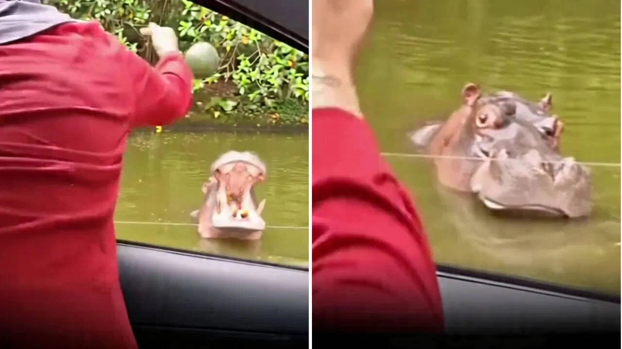 Hippo Turns Red with Anger After Watermelon Feeding Mistake