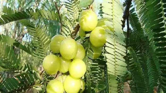 Amla Benefits and Tasty Recipes