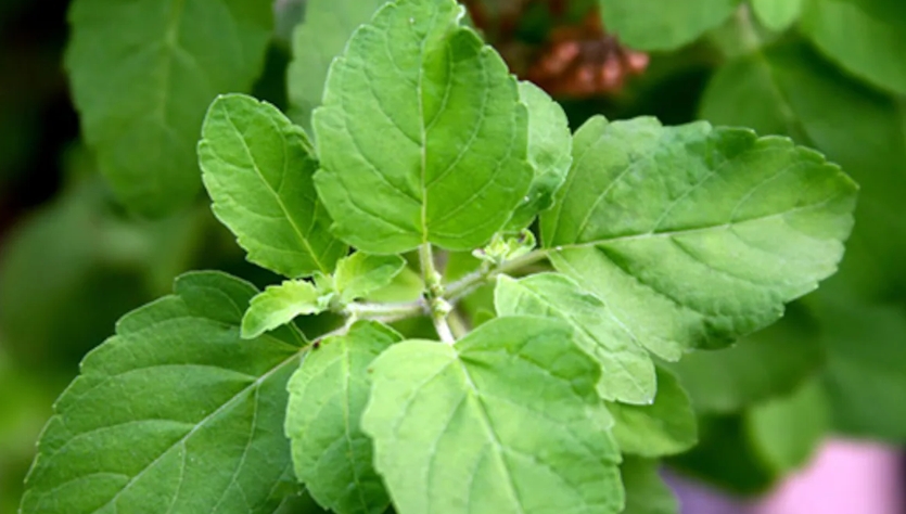 4-5 Leaves Daily Can Cure Many Diseases - Must Read!