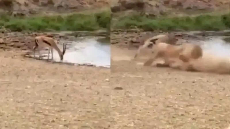 शेर के साथ खेलते समय हुआ चौंकाने वाला हादसा