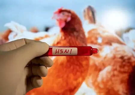 Japan Confirms Bird Flu Outbreak in Hokkaido