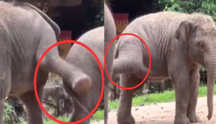 Elephant Calves Playfully Interacting with Each Other