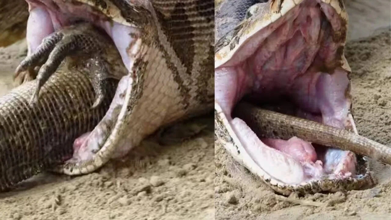 Python Regurgitates Monitor Lizard After Killing It