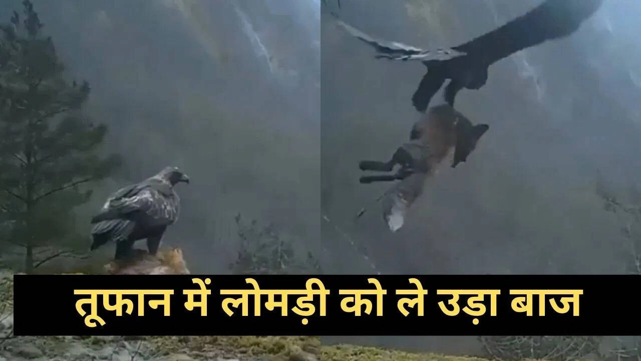 Falcon Shows Strength in Storm, Snatches Fox in Viral Video