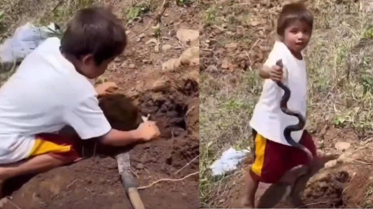 Stunning Video: Child Fearlessly Catches Venomous Snake