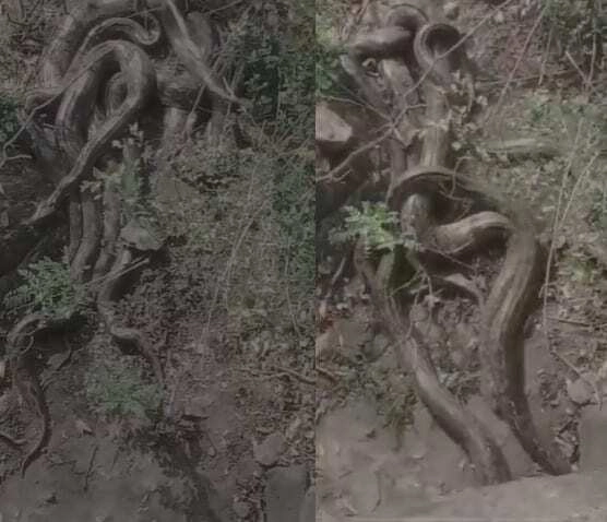 Viral Clip: Stone Hits 'Dead' Root, Shocking Scene Unfolds