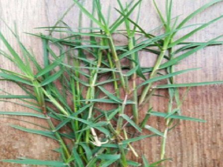 Benefits of Using Medicinal Dub Grass During Chaitra Navratri