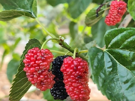 Shahut: Nature's Gift of Taste and Health