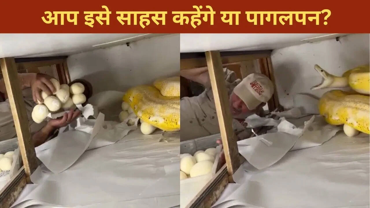 Man Takes Python Eggs: The Shocking Outcome Revealed!