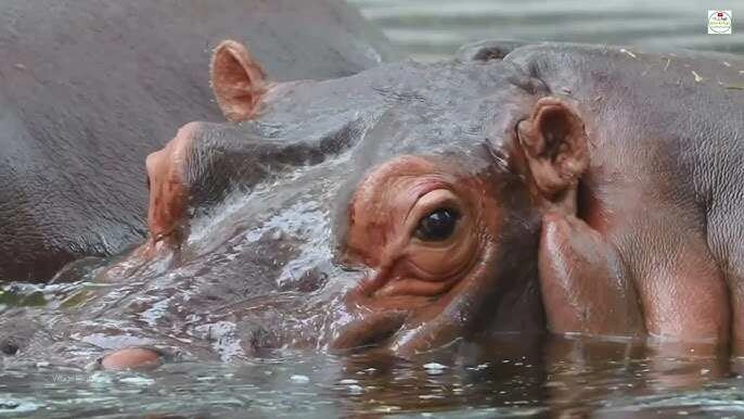 Hyenas Feast on Dead Hippo, Explosion Shocks Internet