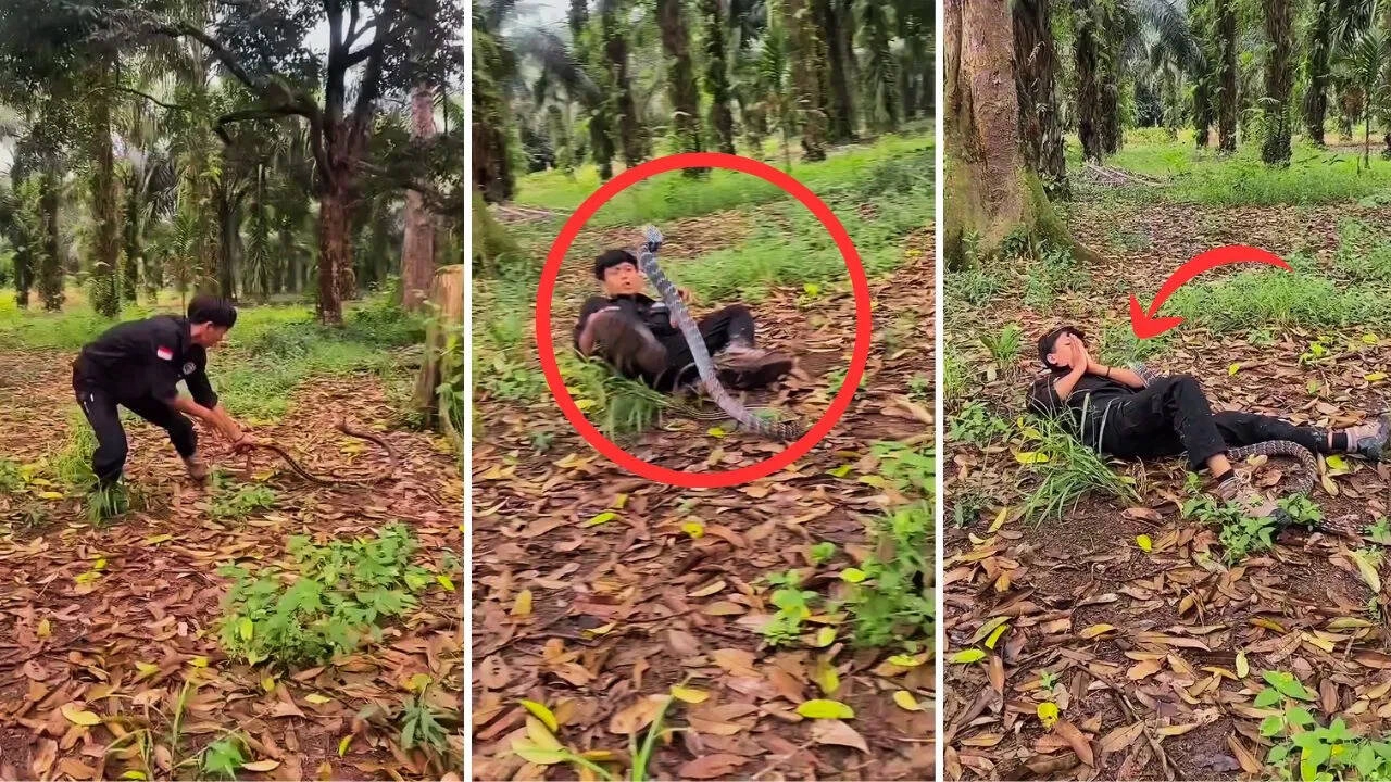 Video of Giant Snake in Jungle Sparks Concern Among People