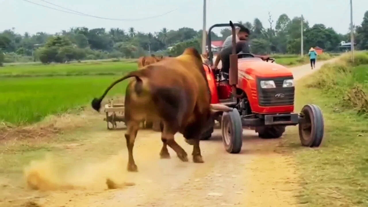 Angry Bull Rampages on Road, Shocking Video Leaves People Trembling