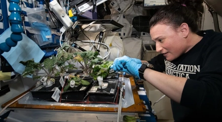 How Astronauts Grow Plants in Space: The 'Veggie' System