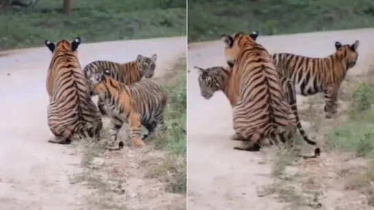 Viral Video: Cute Tiger Cubs Playing with Mom in Kabini Forest