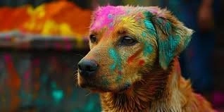 Pet Holi Guide: Protect Your Pets from Harmful Colors