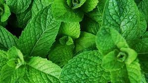 Benefits of Eating Mint in Summer: What You Should Know