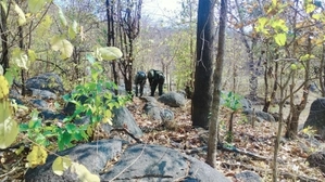 Maoists Surrender in Kanker Before Naxal-Free Deadline