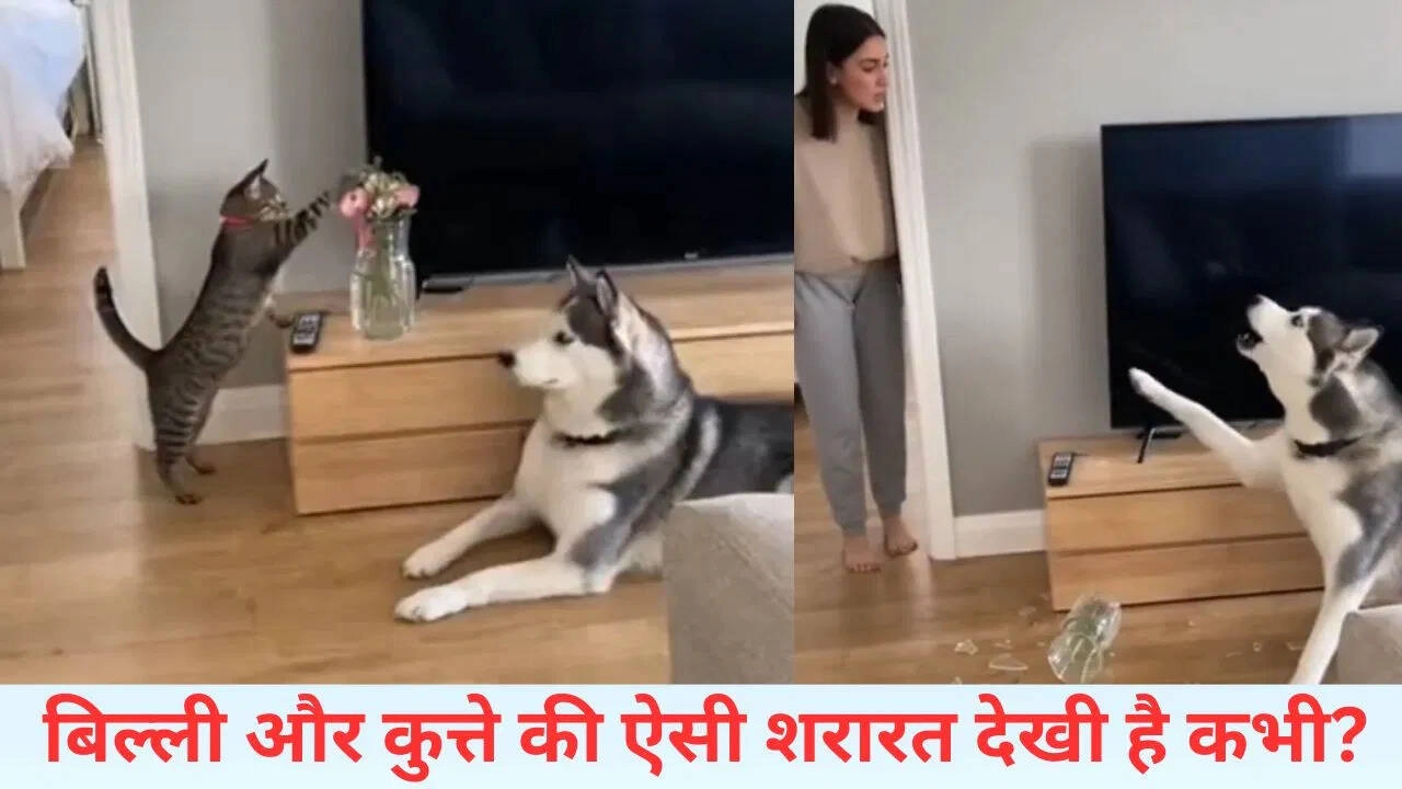 Cat's Hilarious Prank on Dog: Must-See Funny Video!