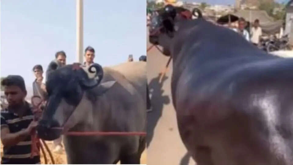 23 करोड़ का 'अनमोल' भैंसा: चमकदार स्किन की वीडियो