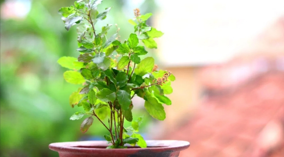 4 Leaves of This Plant Can Eliminate Many Diseases