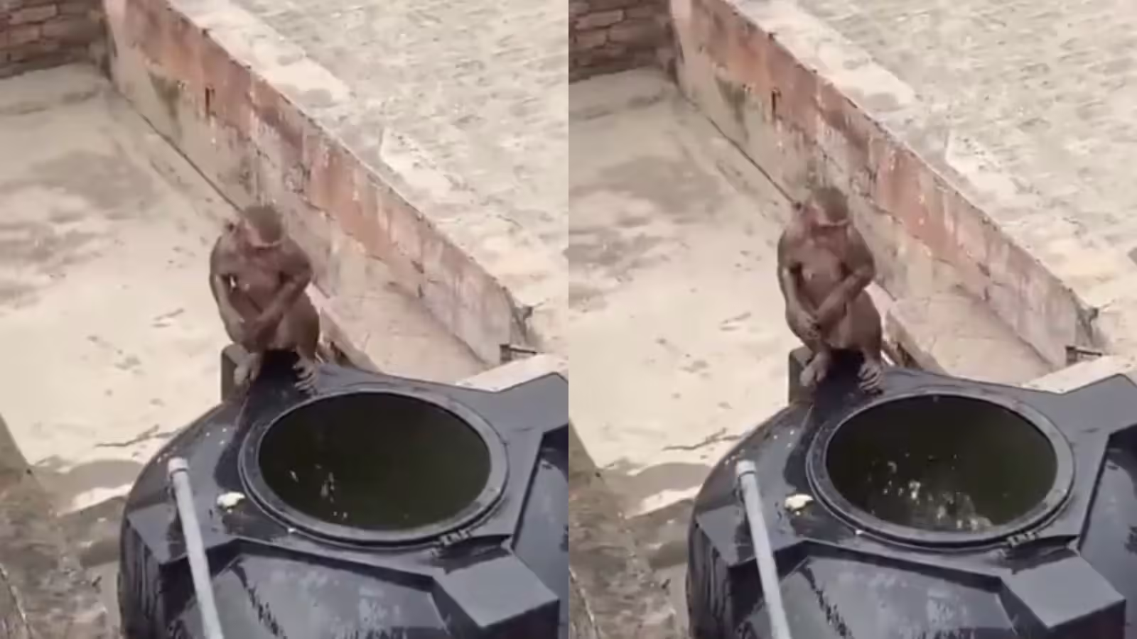 Monkeys Beat the Heat: Jumping into Tank for Refreshing Fun