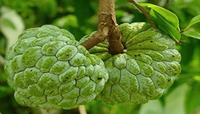 Custard Apple: A Health-Beneficial Fruit