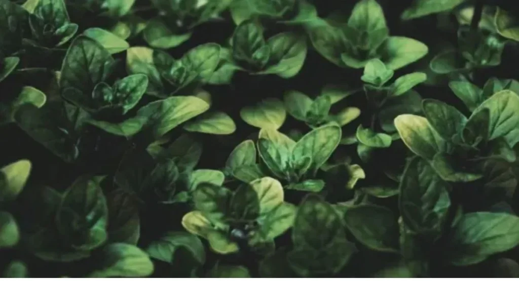 Mysterious Plant: Reduces Belly Fat, Cures Arthritis, Promotes Hair Growth