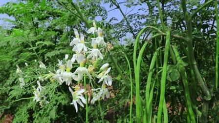 Sahjan: A Natural Way to Boost Immunity and Digestion in Summer