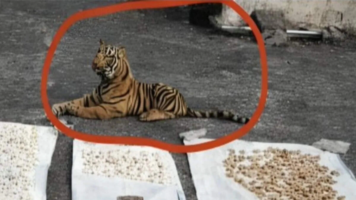 Unique Photo Goes Viral on Social Media, Users Amazed