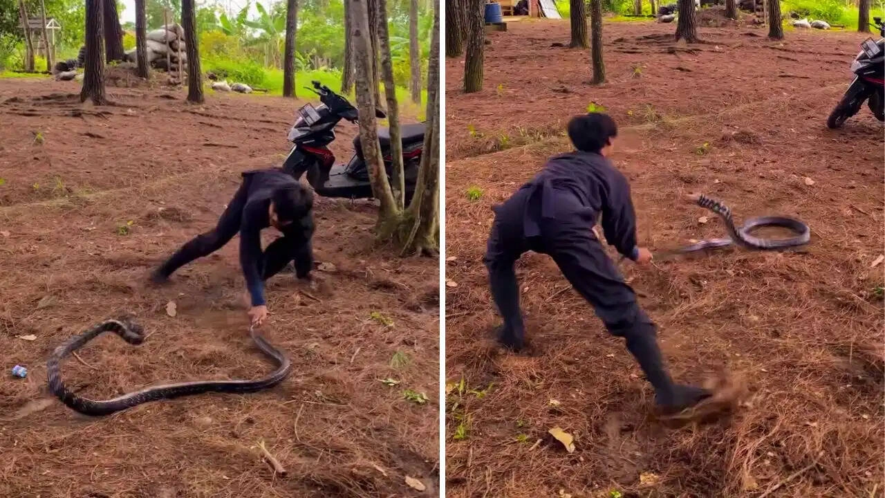 Young Man's Dangerous Stunt with King Cobra Shocks Viewers
