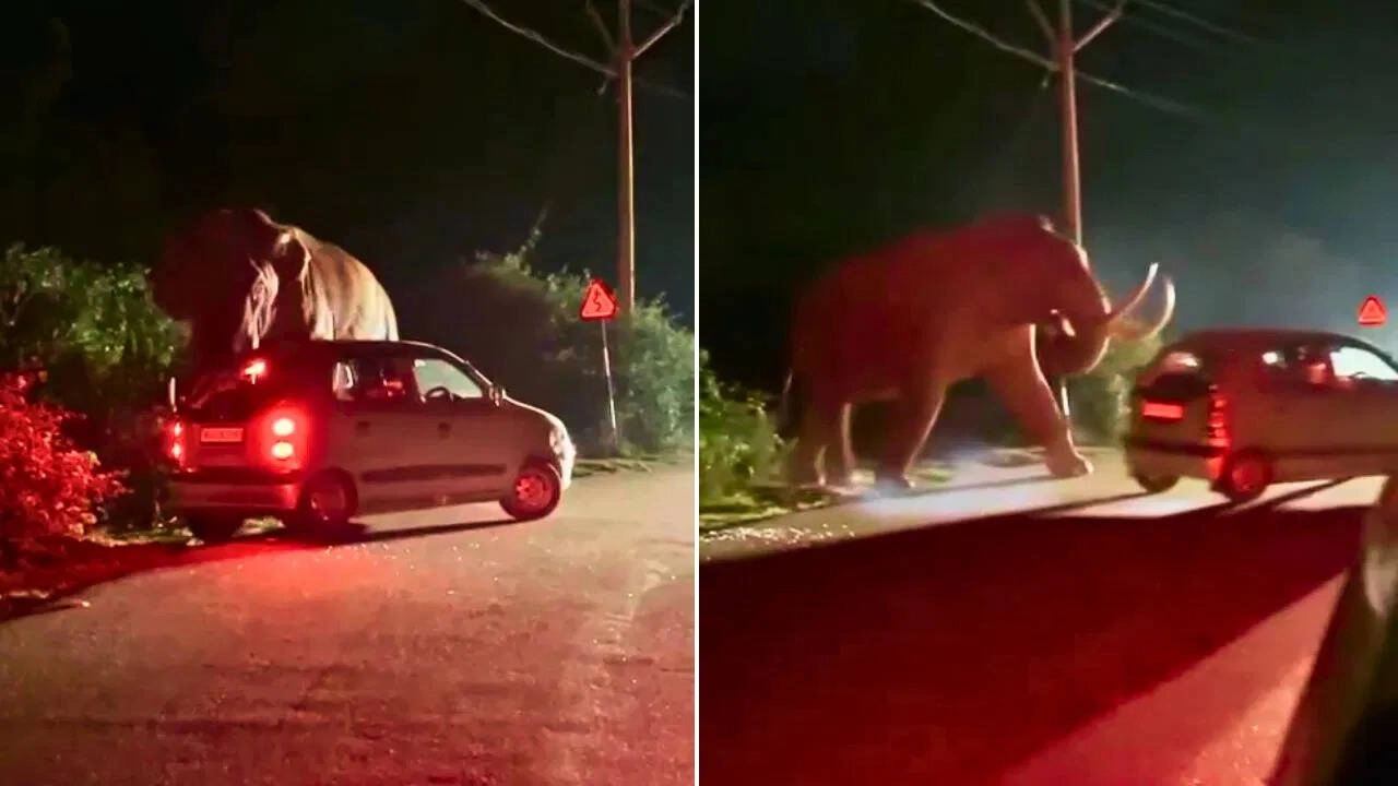 Viral Video: Elephant Startles People on Dark Road