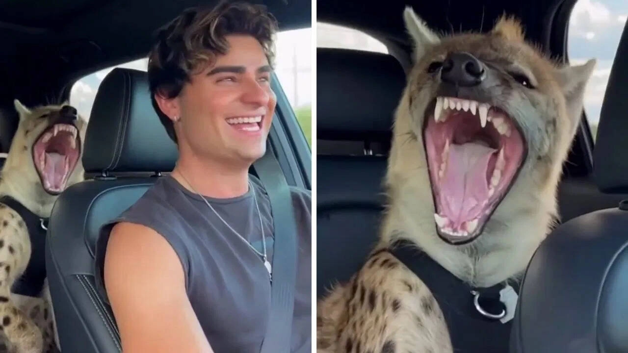 Viral Video: Unique Duo of Man and Hyena on Social Media