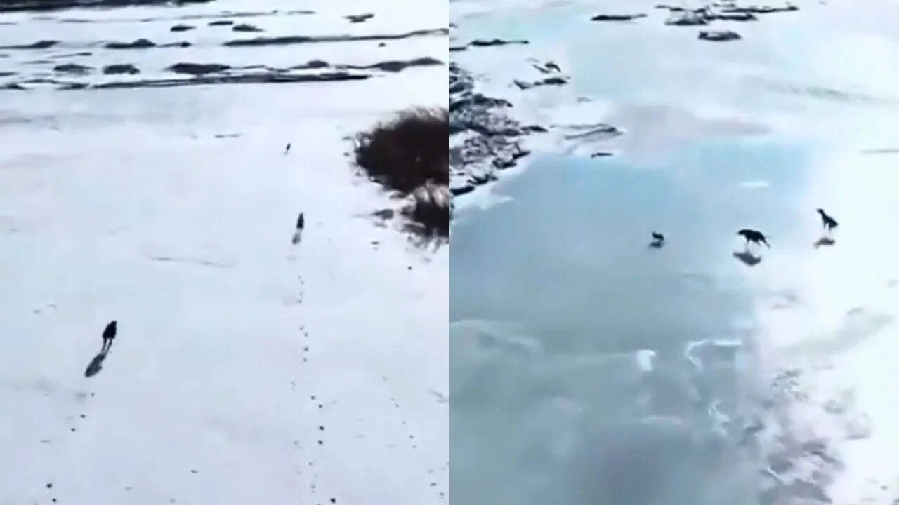 Exciting Jungle Chase: Viral Video Shows Rabbit vs. Wolves