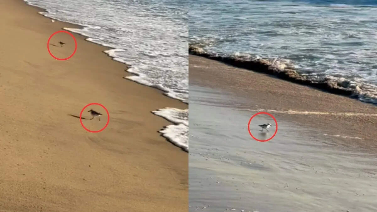 Amazing Video of Birds Going Viral on Social Media Will Brighten Your Day