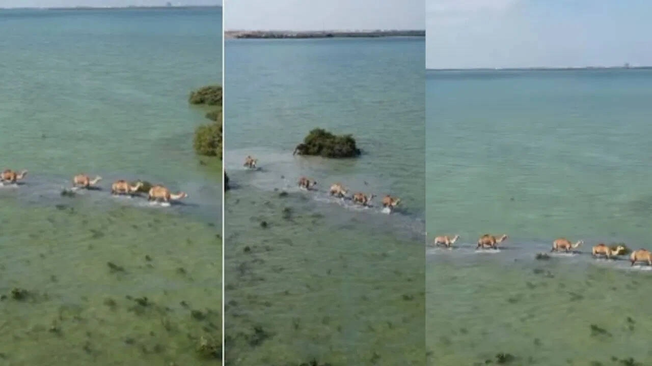Viral Video of Camel Herd in Umm Al-Quwain Sea Captivates