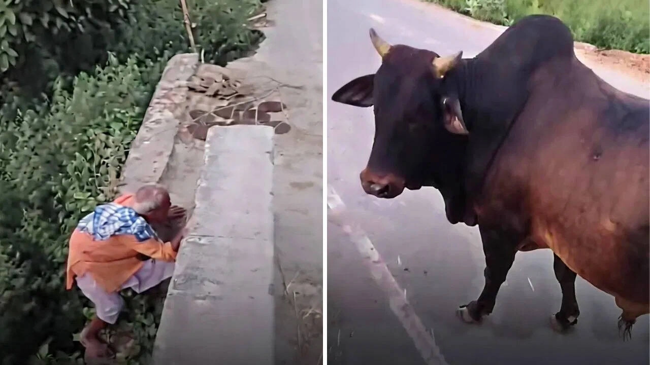 Buffalo Mimics 'Don' on Bridge, Shocking Truth Revealed Below