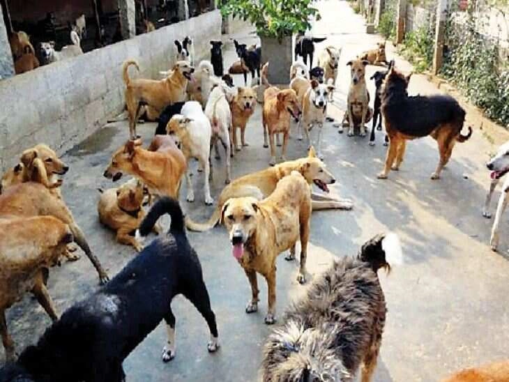Shopkeeper Creates Shelter for Stray Dogs, Wins Hearts!