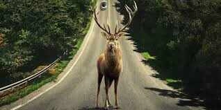 Biker Becomes Superman on Road, Encounters Deer - Shocking Event