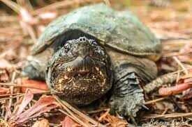 Optical Illusion Challenge: Find the Turtle in 20 Seconds!