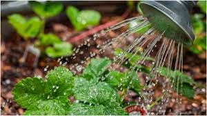 5 Easy Tips to Keep Your Tulsi Plant Green in the Sun