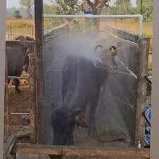 Viral Video: Buffaloes' Hilarious Bath Time Before Eating