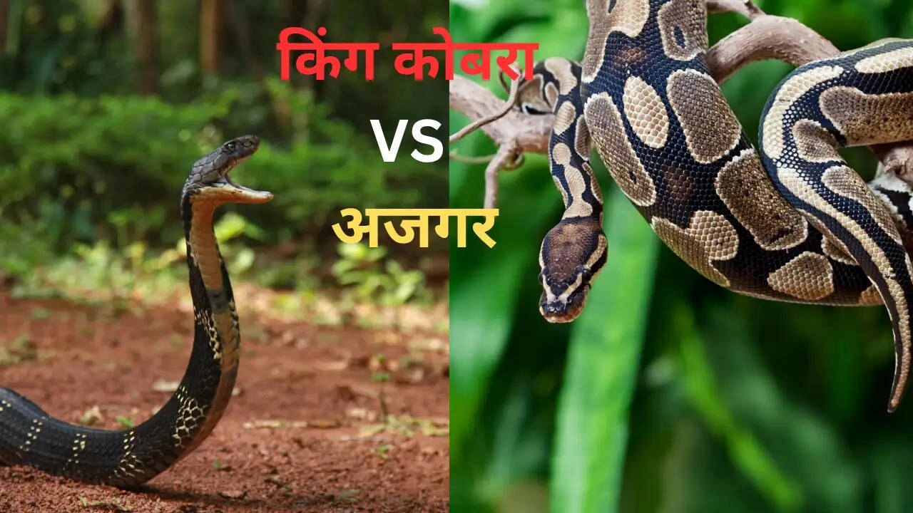 King Cobra vs Python: Who is More Powerful? Shocking Truth Revealed