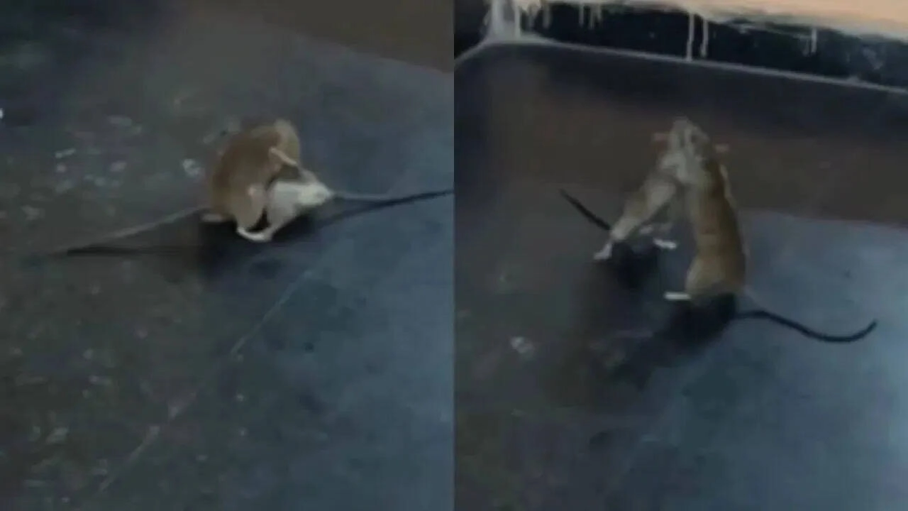 Viral 'Mice WWE Fight' Video Makes Users Laugh