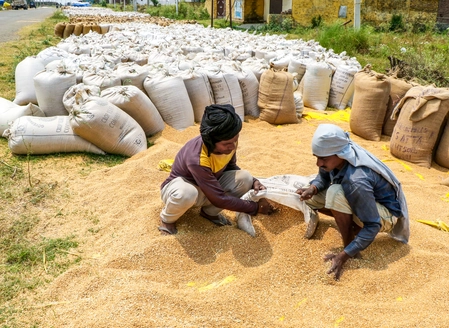 Madhya Pradesh Extends Wheat Purchase Deadline for Farmers to May 28