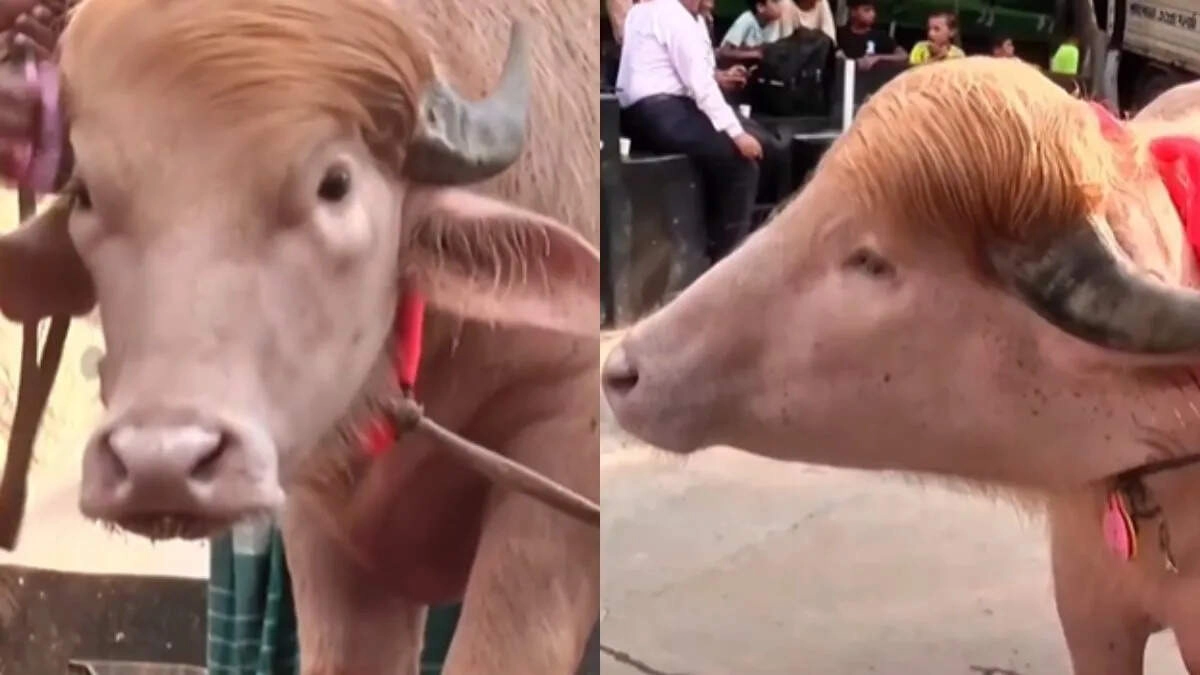 700 kg 'Super Buffalo' Wows Internet with Strength and Style