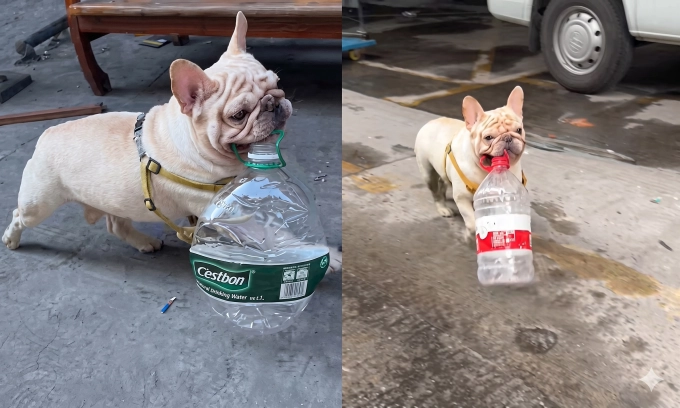 Bulldog in China raises $14,000 for stray cat rescue efforts